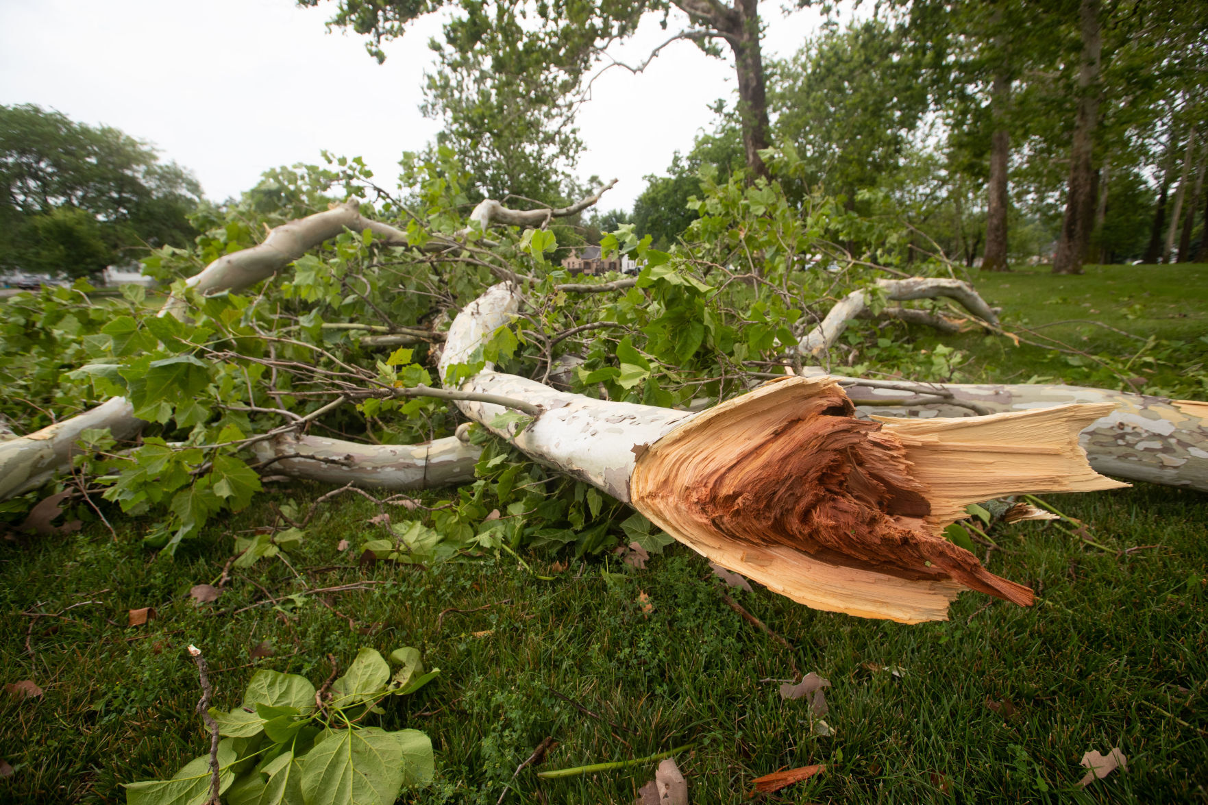 071121-owh-stormdamage-LS01.JPG
